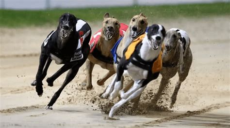 racing post greyhound betting